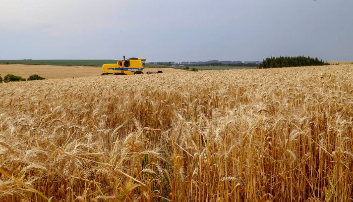 Foto: Gilson Abreu/AEN  Avanço da colheita do trigo aponta para safra com recorde de produtividade no Paraná